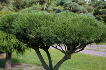 Preview: Pinus mugo Mops Formschnitt - Zwergkiefer - 120x95