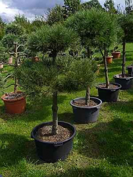Pinus nigra Austriaca Formschnitt - Österreichische Schwarzkiefer - 130