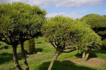 Pinus nigra Austriaca Formschnitt - Österreichische Schwarzkiefer - 140