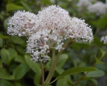 Ceanothus "americanus" (30-40 cm) Säckelblume