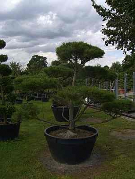 Preview: Pinus nigra Austriaca Formschnitt - Österreichische Schwarzkiefer - 250