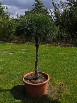 Pinus nigra Austriaca Stamm - Österreichische Schwarzkiefer - 140