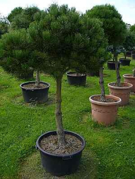 Pinus nigra Austriaca Stamm - Österreichische Schwarzkiefer - 150