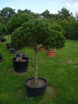 Preview: Pinus nigra Austriaca Stamm - Österreichische Schwarzkiefer - 150