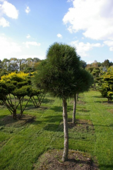 Preview: Pinus nigra ssp. nigra Stamm - Schwarzkiefer - 140