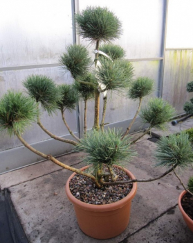 Pinus sylvestris Watererii Formschnitt  - Silberkiefer - 80-100