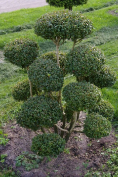 Taxus baccata Bonsai - Europäische Eibe - 70x100