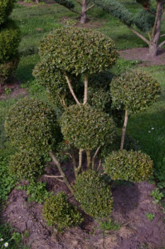 Preview: Taxus baccata Bonsai - Europäische Eibe - 70x100