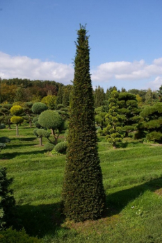 Taxus baccata Formschnitt Kegel - Europäische Eibe - 275-300