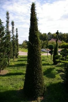 Taxus baccata Formschnitt Kegel - Europäische Eibe - 275-300