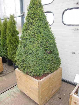 Taxus baccata Formschnitt Pyramide - Heimische Eibe - 150