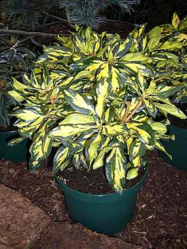 Rhododendron hybr. "Blattgold IV" 30-40