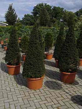 Taxus baccata Formschnitt - Heimische Eibe - 130-140
