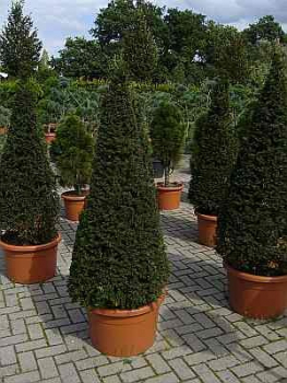 Taxus baccata Formschnitt - Heimische Eibe - 130-140
