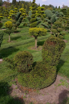 Taxus baccata, Formschnitt Ente - Europäische Eibe -  80-100