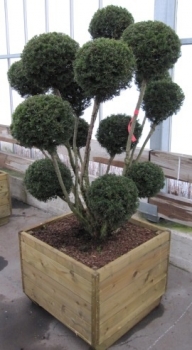 Taxus cuspidata Rustique Multibol - Eibe - 125-150