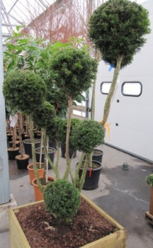 Taxus media Brownii Multibol - Eibe -