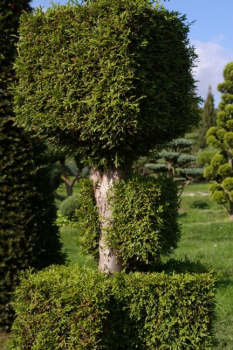 Thuja occidentalis Smaragd Form Baukasten mit Spitze - Smaragd-Lebensbaum - 250-275