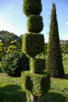 Thuja occidentalis Smaragd Form Baukasten mit Spitze - Smaragd-Lebensbaum - 250-275