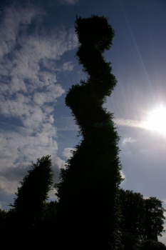 Thuja occidentalis Smaragd Form Spirale mit Kugel - Smaragd-Lebensbaum -  300-350