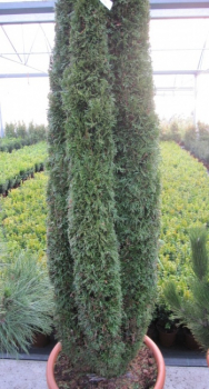 Thuja occidentalis Smaragd Obelisk eingeschnitten - Säulenlebensbaum - 150-175