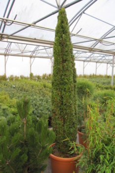 Preview: Thuja occidentalis Smaragd Obelisk eingeschnitten - Säulenlebensbaum - 150-175