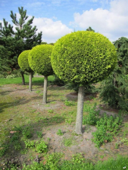 Chamaecyparis lawsoniana  Stardust Form Kugel - Gelbe Gartenzypresse - 200-225