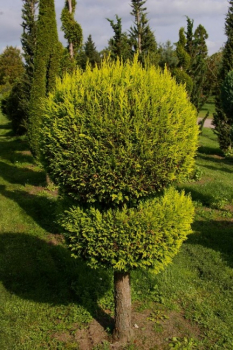 Chamaecyparis lawsoniana  Stardust Form Kugel-Zylinder - Gelbe Scheinzypresse - 175-200