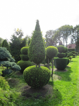 Preview: Chamaecyparis lawsoniana Alumigold Formschnitt - Gelbe Scheinzypresse -  275-300