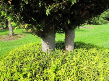 Preview: Chamaecyparis lawsoniana Alumigold Formschnitt - Gelbe Scheinzypresse -  275-300