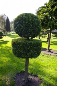 Preview: Chamaecyparis lawsoniana Ivonne - Gelbe Scheinzypresse - 225