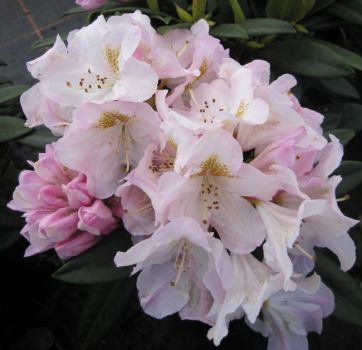 Rhododendron hybr. Brigitte  - Grossblumige Alpenrose -30-40
