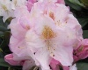 Preview: Rhododendron hybr. Brigitte  - Grossblumige Alpenrose -30-40