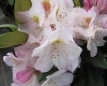 Preview: Rhododendron hybr. Brigitte  - Grossblumige Alpenrose -30-40