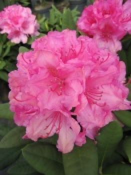 Rhododendron hybr. Dr. Kleinfeld  - Grossblumige Alpenrose -30-40