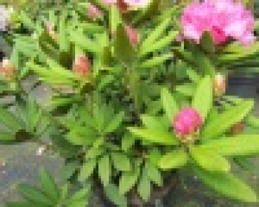 Preview: Rhododendron hybr. Dr. Kleinfeld  - Grossblumige Alpenrose -30-40