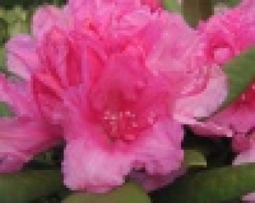 Preview: Rhododendron hybr. Dr. Kleinfeld  - Grossblumige Alpenrose -30-40
