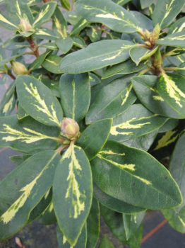 Rhododendron hybr. Goldflimmer - Grossblumige Alpenrose - 25-30