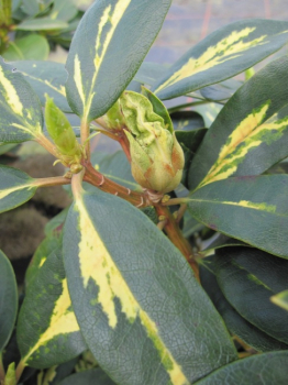 Preview: Rhododendron hybr. Goldflimmer - Grossblumige Alpenrose - 25-30