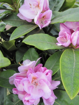 Rhododendron hybr. Gomer Waterer - Grossblumige Alpenrose - 30-40