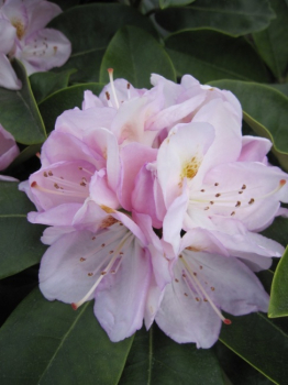 Rhododendron hybr. Gomer Waterer - Grossblumige Alpenrose - 30-40