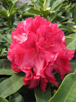Rhododendron hybr. Wilgens Ruby - Grossblumige Alpenrose - 30-40