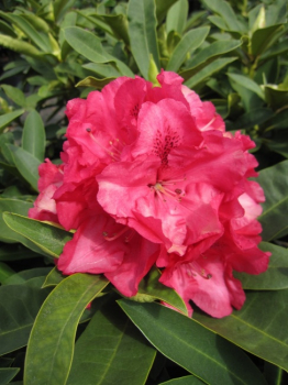 Preview: Rhododendron hybr. Wilgens Ruby - Grossblumige Alpenrose - 30-40