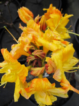 Rhododendron luteum Annabella - Sommergrüne Azalee -  25-30