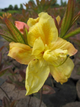 Rhododendron luteum Golden Sunset - Sommergrüne Azalee -  30-40