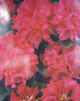 Rhododendron neriiflorum Burletta - Alpenrose -  30-40