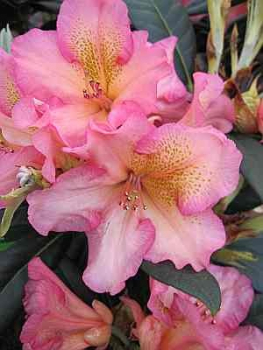 Rhododendron Hybride Circus - Großblumige Alpenrose 30-40cm