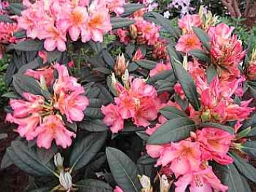 Rhododendron Hybride Circus - Großblumige Alpenrose 30-40cm