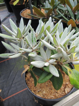 Rhododendron pseudochrysanthum Golfer - Taiwan-Alpenrose -  30-40