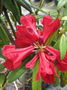 Rhododendron purdomii Maculifera - 25-30 -